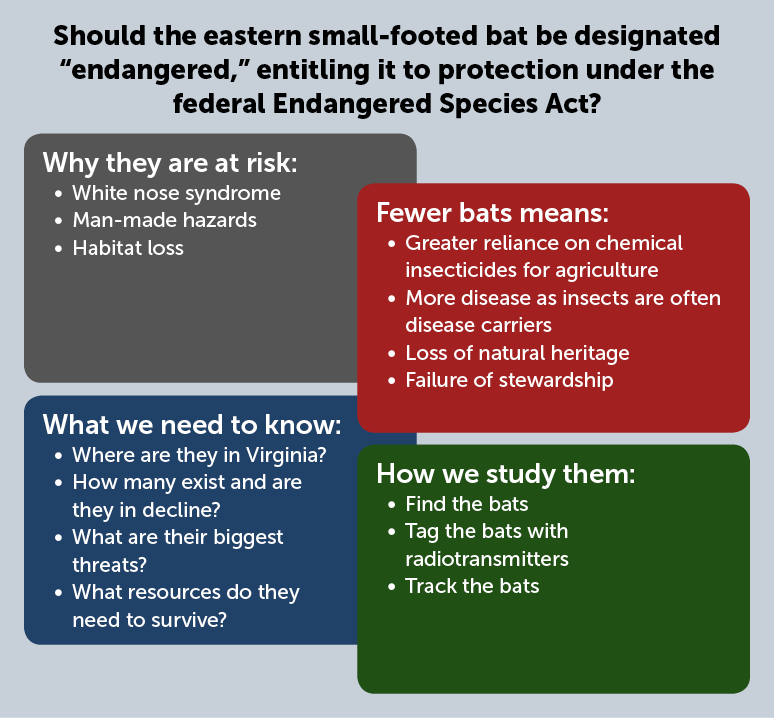 This infographic shows why eastern small-footed bats are at risk and explores whether they should be listed as an endangered species. A smaller bat population results in rising insect populations, which impacts agriculture and the spread of disease.  White nose syndrome, man-made hazards, and habitat loss are reasons to study these bats.
