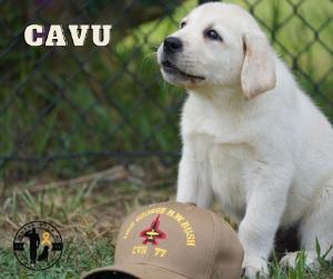 CAVU as a puppy with hat. Photo courtesy of Mutts with a Mission