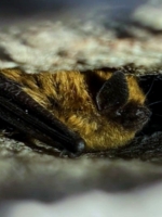 Eastern small-footed bat roosting in a rock crevice.