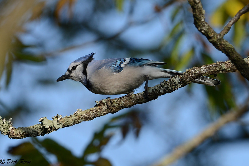Photo taken at McCormick's Farm near Raphine, VA, by Dick Rowe.