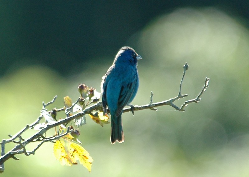 Photo taken along the Blue Ridge Parkway near mile post 27 by Dick Rowe