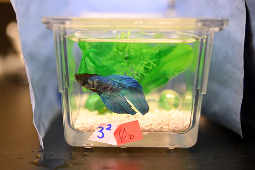 A beta fish in a small aquarium container.