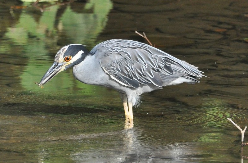Photo taken along South River near the Chessie Trail by Dick Rowe. The heron has a crawfish in its bill.