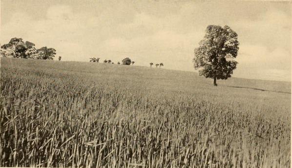 1912 Photo of Bushong Farm