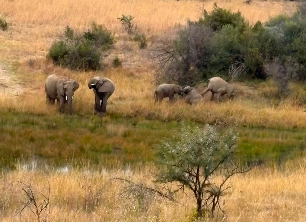 Elephants as seen in the grasslands.